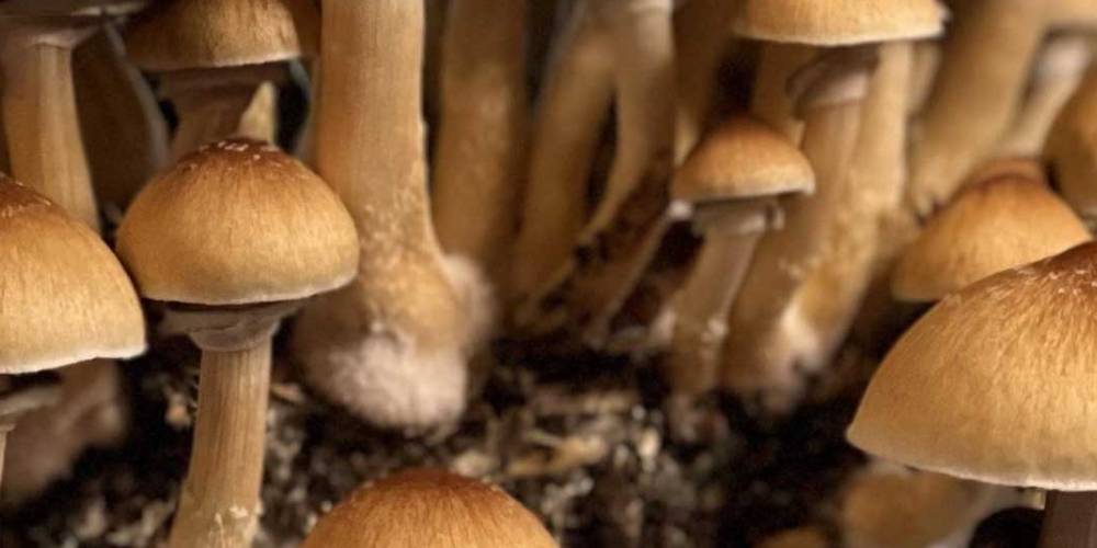 Mammoth Mushrooms