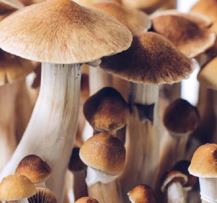 Golden Teacher