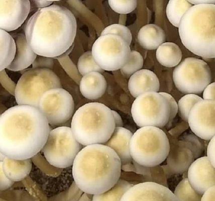 White Golden Teacher Liquid Spores