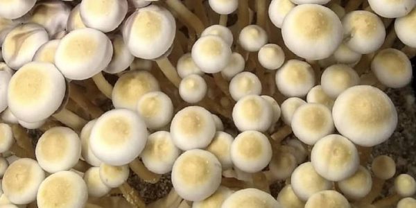 White Golden Teacher Liquid Spores