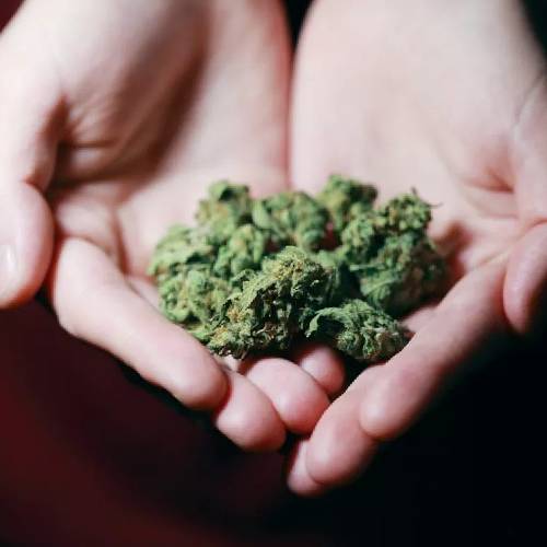 Weed